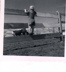 ralph looking at the bull-longmont co jul 1958- Number  4