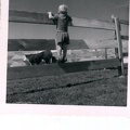 ralph looking at the bull-longmont co jul 1958- Number  4