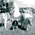 ralph mommy  and  farm dogs at lomgmont co jul 1958  Number  4  poor focus 