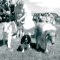 ralph mommy  and  farm dogs at lomgmont co jul 1958  Number  4  poor focus 