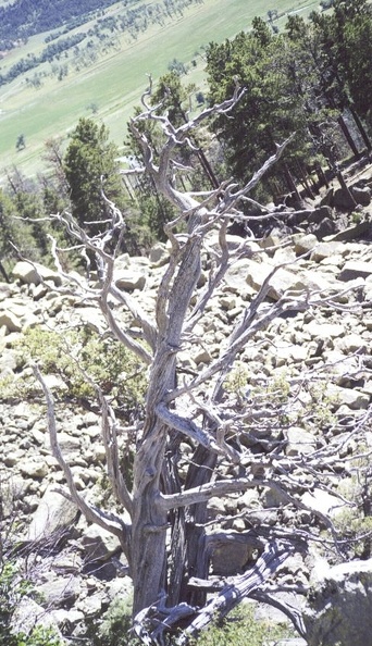 TREE ON SIDE OF MOUNTAIN