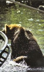 BEAR IN WATER