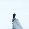 EAGLE ON ICEBURG
