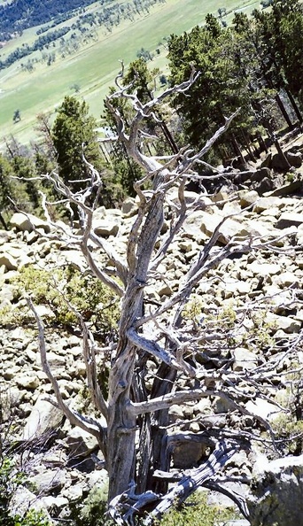TREE ON SIDE OF MOUNTAIN