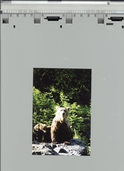 Bear on rocks with cubs