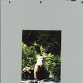 Bear on rocks with cubs